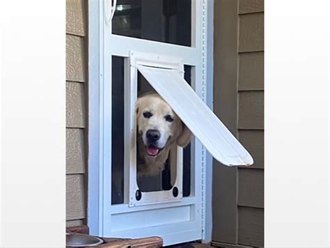 window mounted doggie door